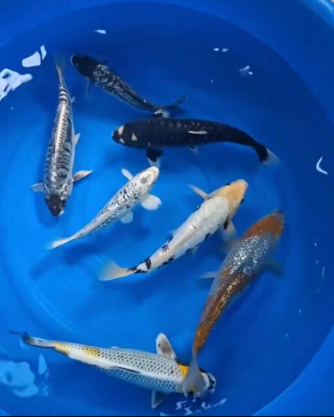 Kawarimono Koi Group | Bristol Koi